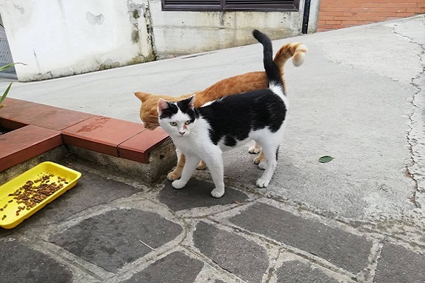 Rubate le cucce della colonia felina di via San Giovanni da Capestrano -  Zonalocale